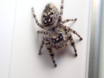 Canopy jumping spider photo