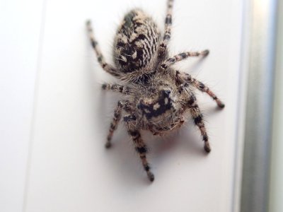 Canopy jumping spider