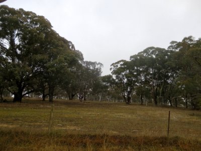 Eucalyptus Melliodora