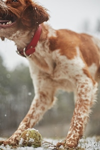 Pet play puppy photo