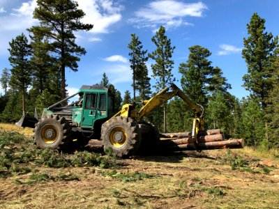 Timber Sale