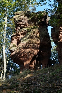 France forest nature