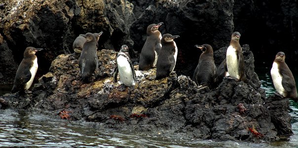 Penguins Galapagos photo