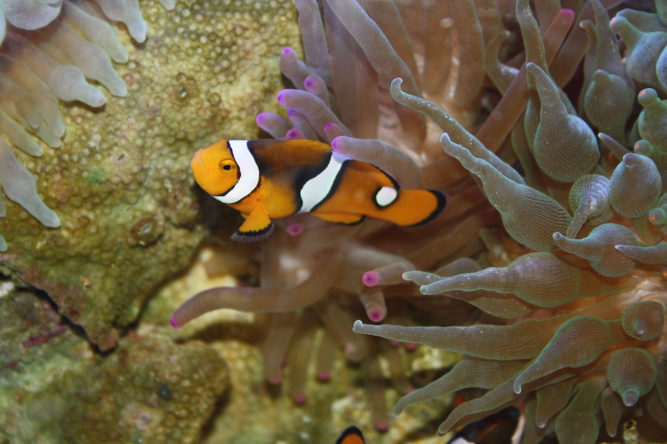 Tropical fish sea