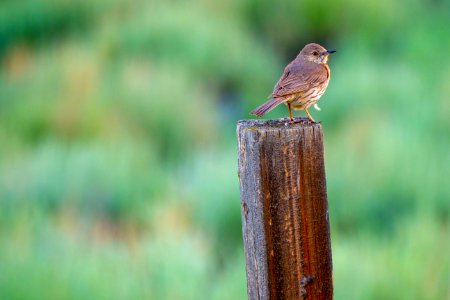 20180710-FS-Beaverhead-PJK-1460