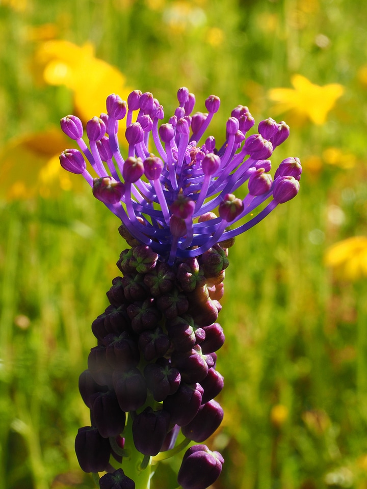 Flower violet globose
