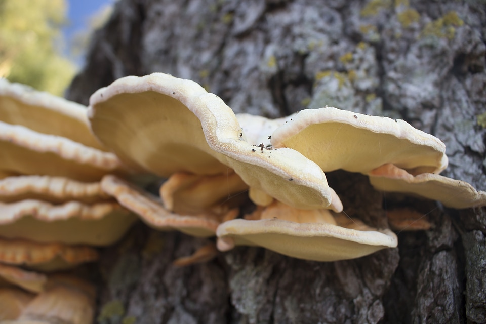 Forest nature laetiporus sulphureus