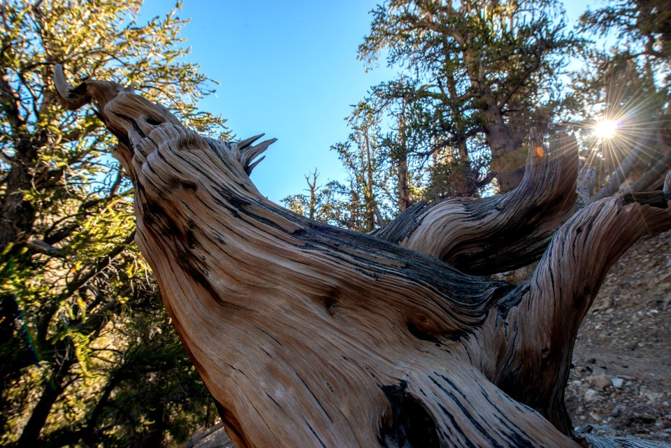 20181019-FS-Inyo-CMR-004