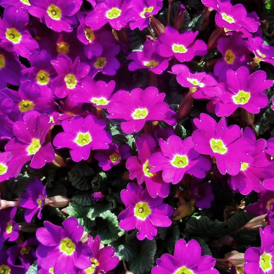 Purple color close up