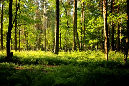 Forest photo