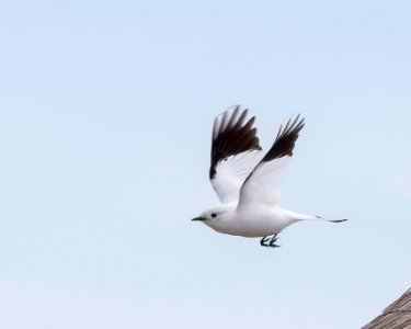 Monjita Blanca desplegando sus alas