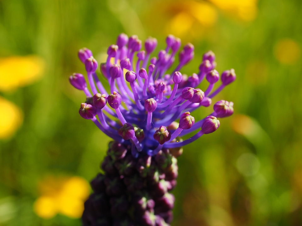 Flower violet globose