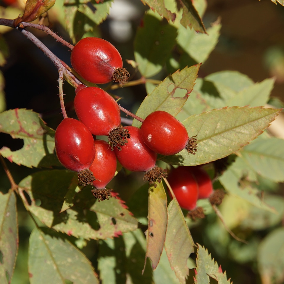 Rose hip berry red berries