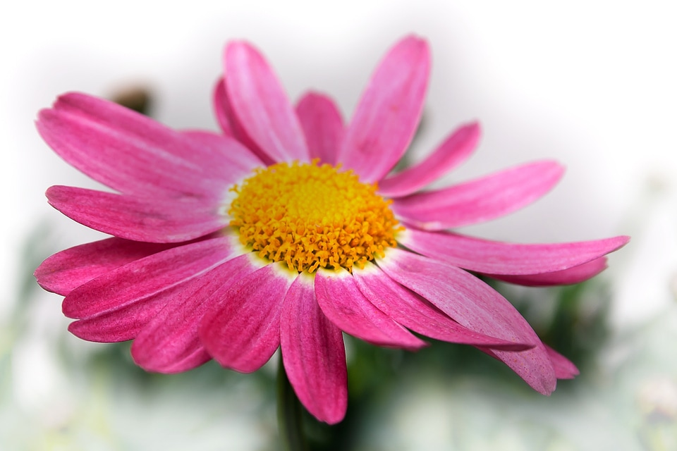 Macro flowers nature