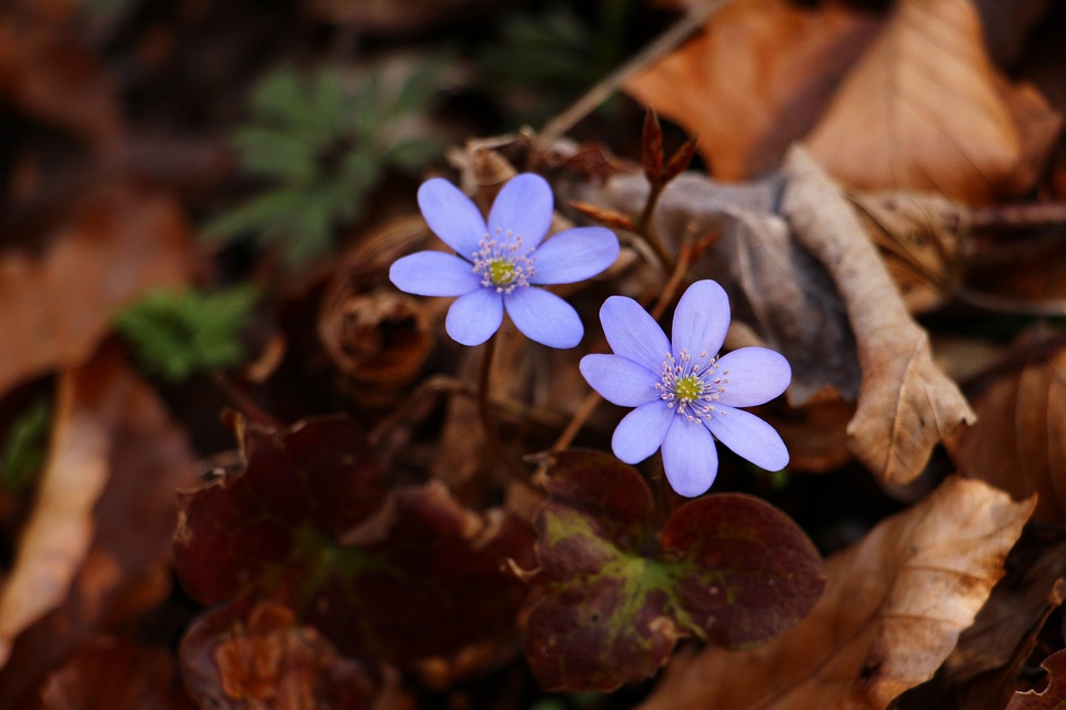 Forest flower leaf