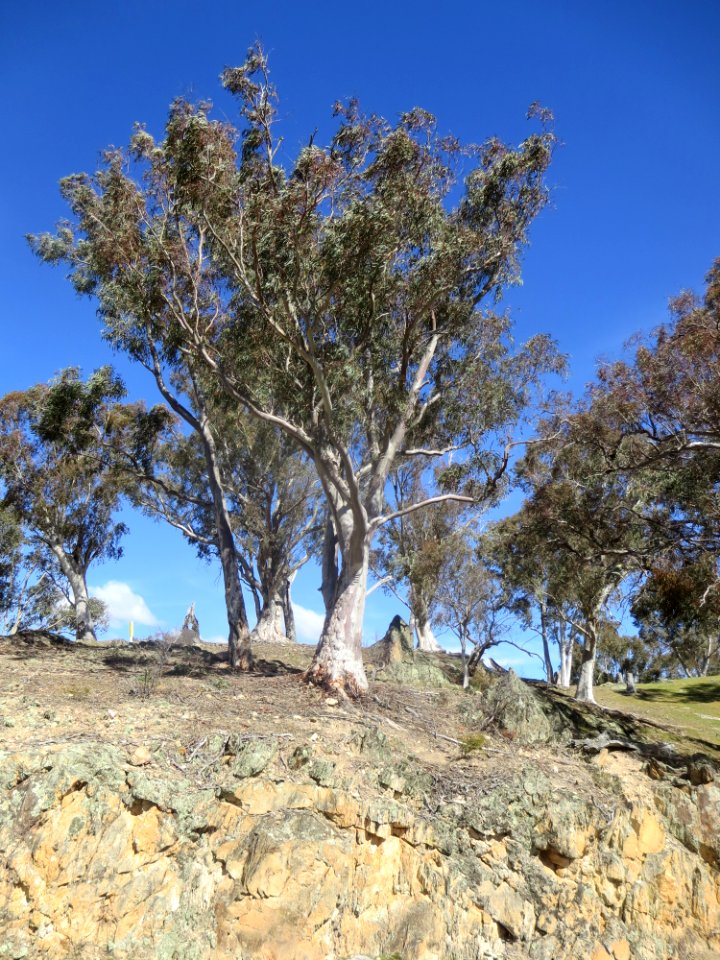 Eucalyptus Rossii
