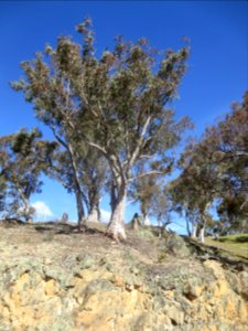 Eucalyptus Rossii