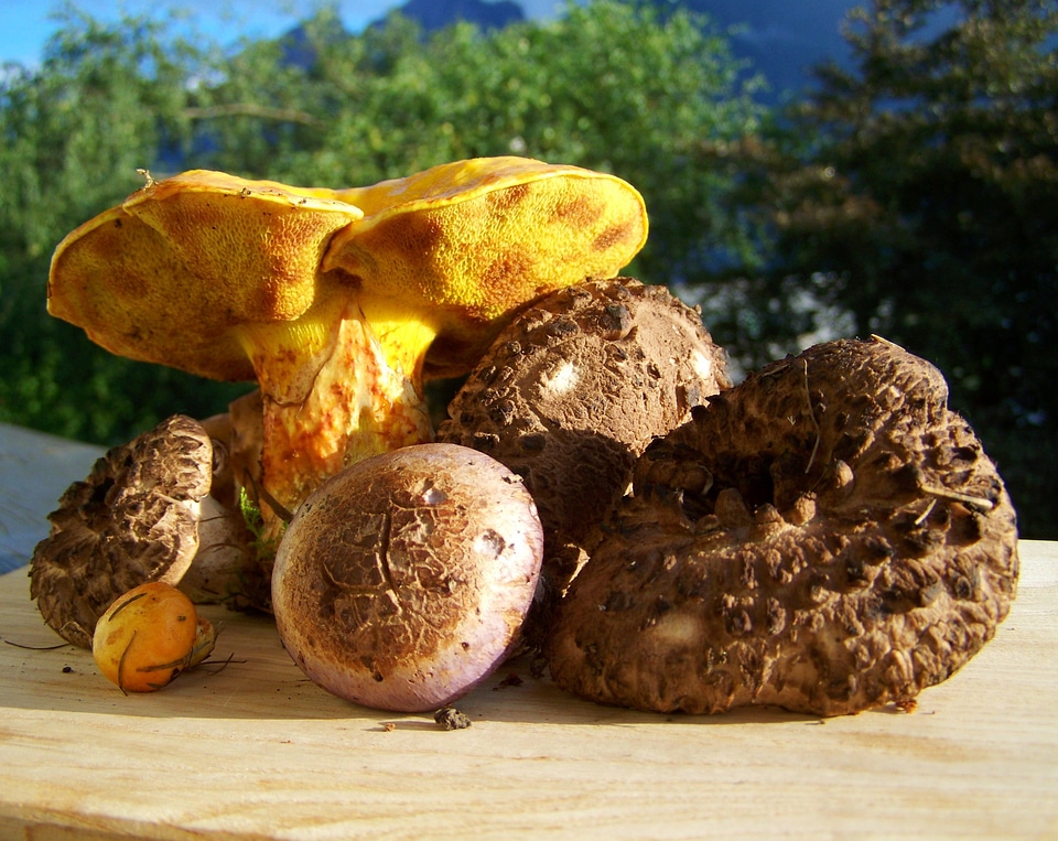 Mixed yellow brown