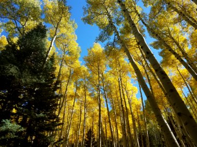 20160923-FS-Coconino-GJ-001