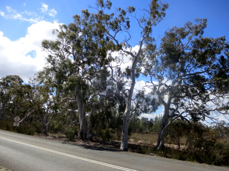 Eucalyptus Mannifera