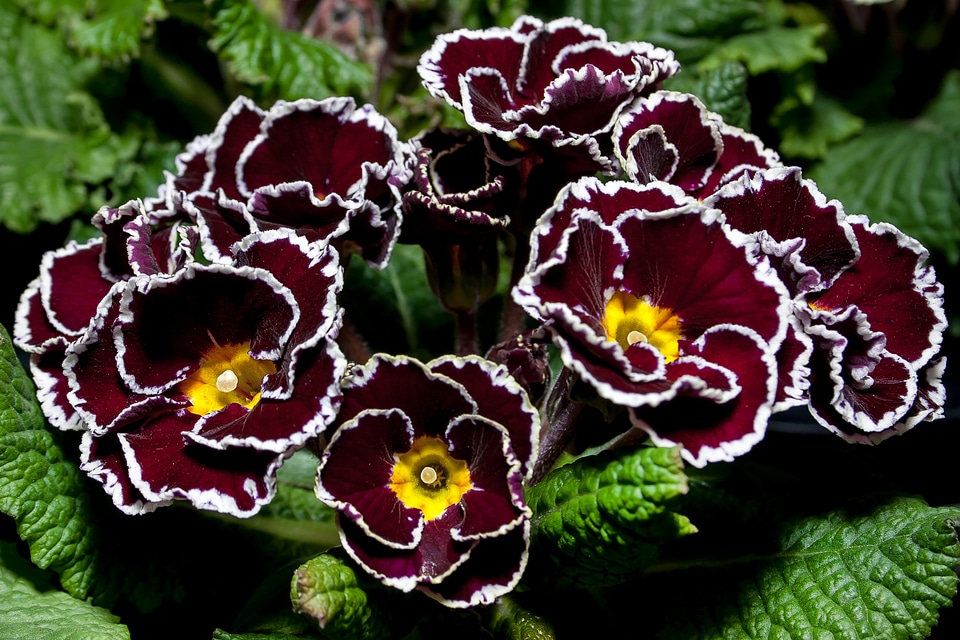 Primrose primrose greenhouse purple