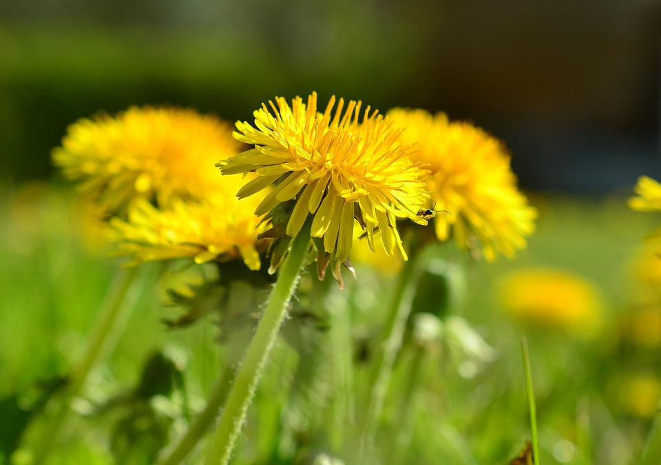 Spring flower plant