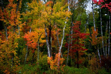 180927-FS-Chippewa-RF-Fall-NorwayBeach 2