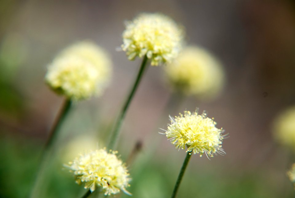 20090729-FS-Uinta-SB-002