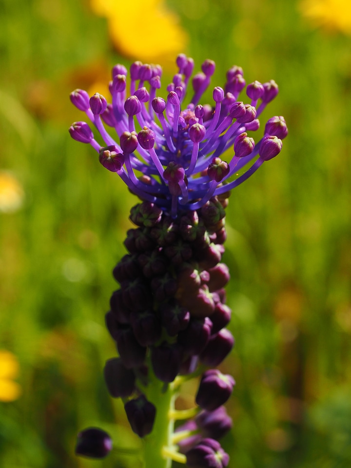 Flower violet globose