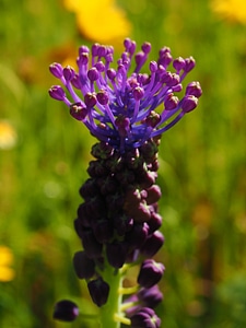 Flower violet globose
