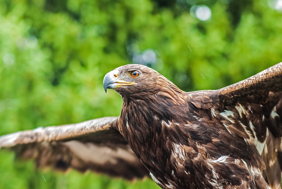 Beak raptor predator photo