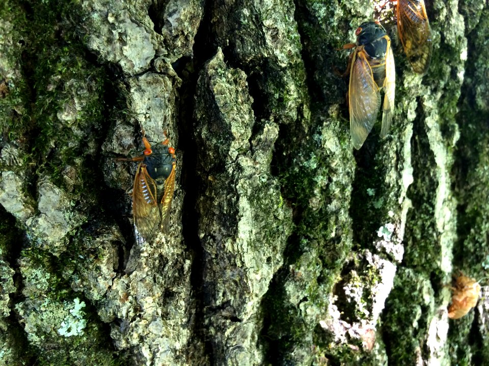 cicadas-FS-NRS-001