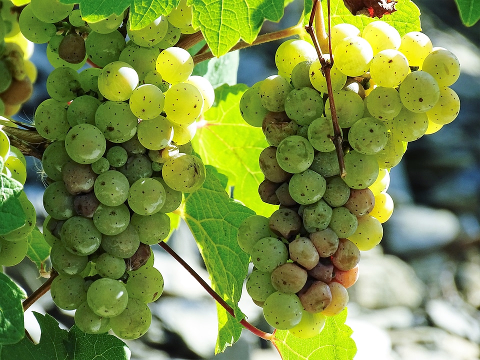 Vine vineyard close up