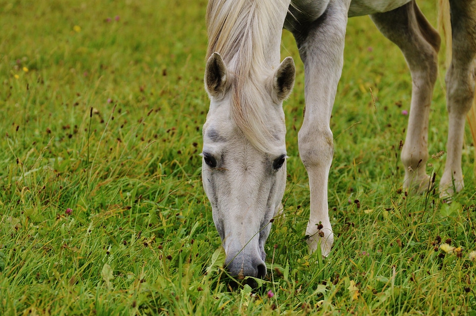 Ride pasture grazing