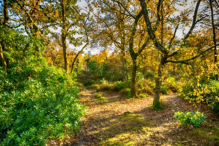 Stover, Devon