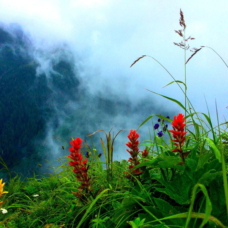 20150715-FS-Tongass-SS-001