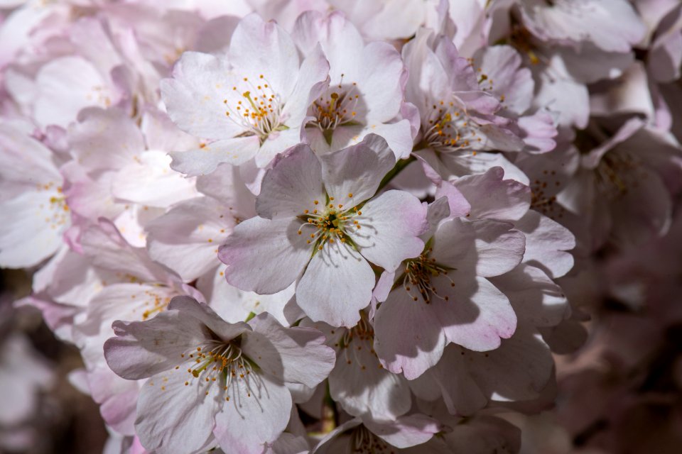 20190401-FS-CherryBlossoms-LSC-033
