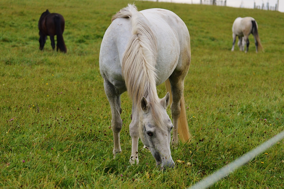 Ride pasture grazing