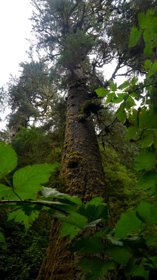 20190921-Siuslaw-CMR-1994