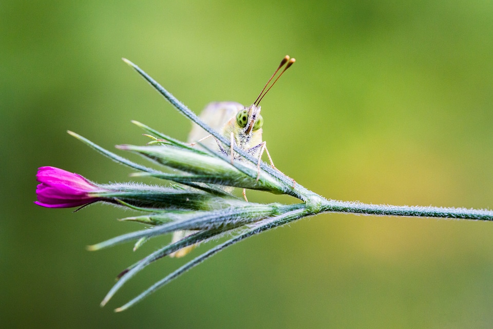 Nature plant flower