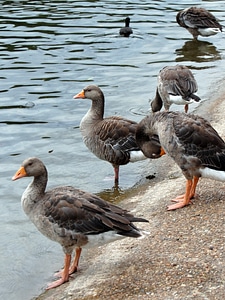 Bird lake water bird photo