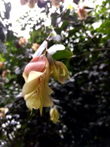 Jardim Botânico Plantarum