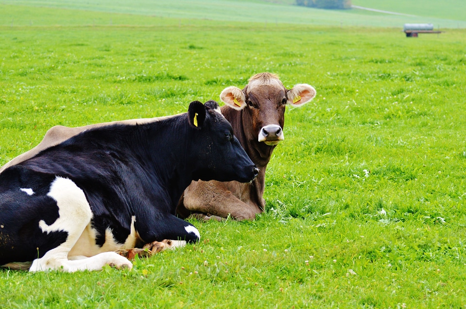 Cute ruminant dairy cattle