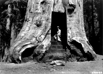 194308XX-FS-Sequoia-NLN-436265