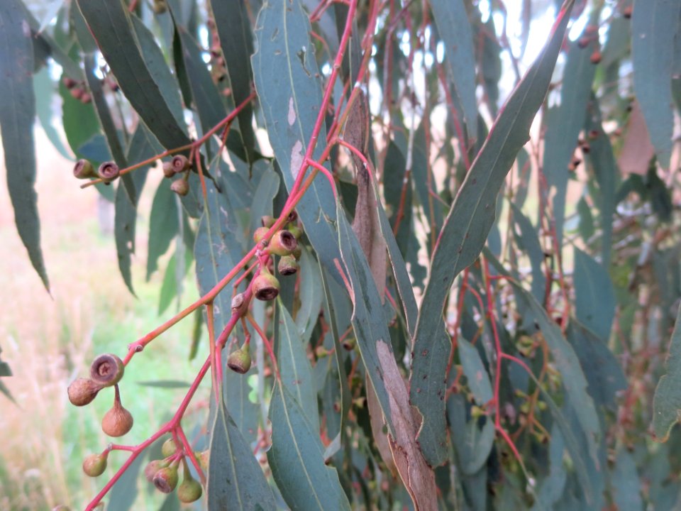 Eucalyptus Melliodora