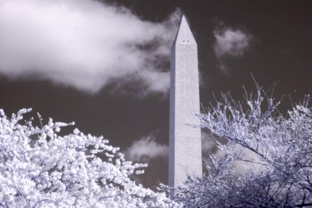 20190401-FS-CherryBlossoms-LSC-044