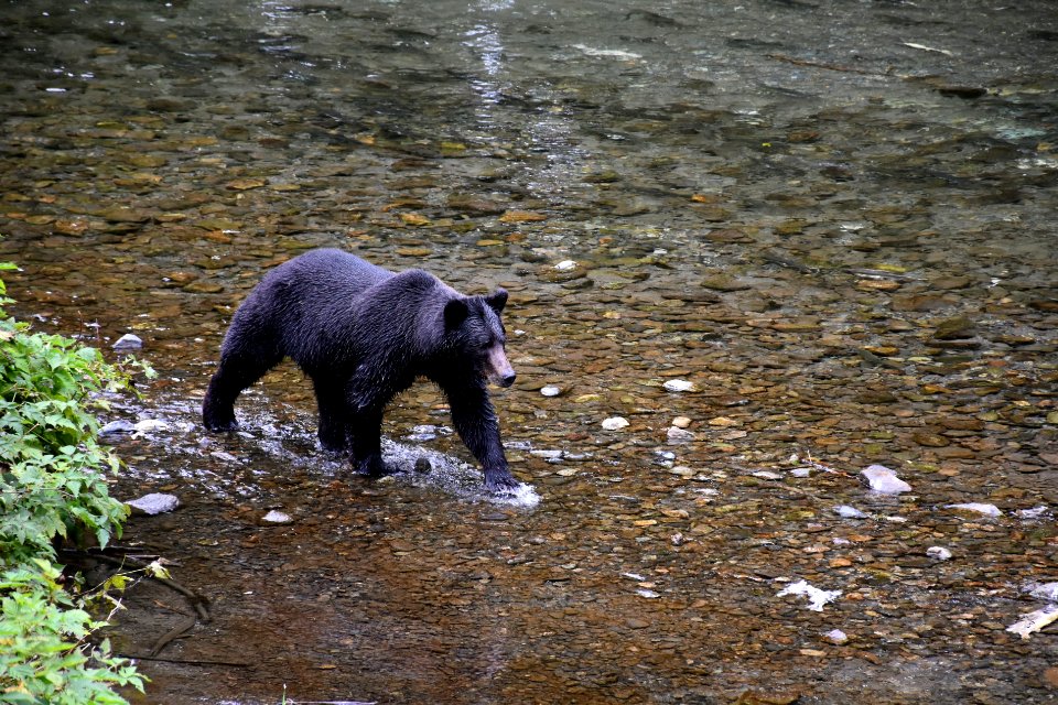 180823-fs-tongass-par-135 42519145520 o