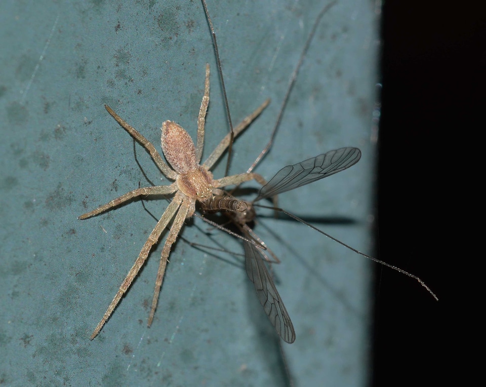 Prey insects nature