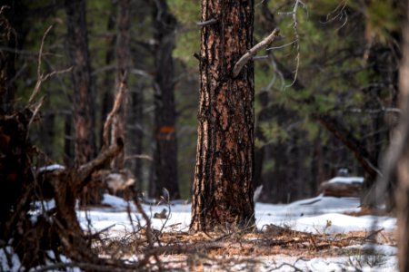 20181204-fs-kaibab-lsc-0466 32206160077 o