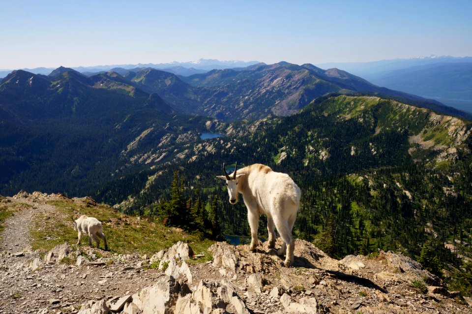 MountainGoatsJewelBasin-Flathead- Dec2020-001